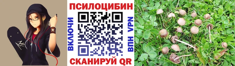 Псилоцибиновые грибы мицелий что такое Бавлы